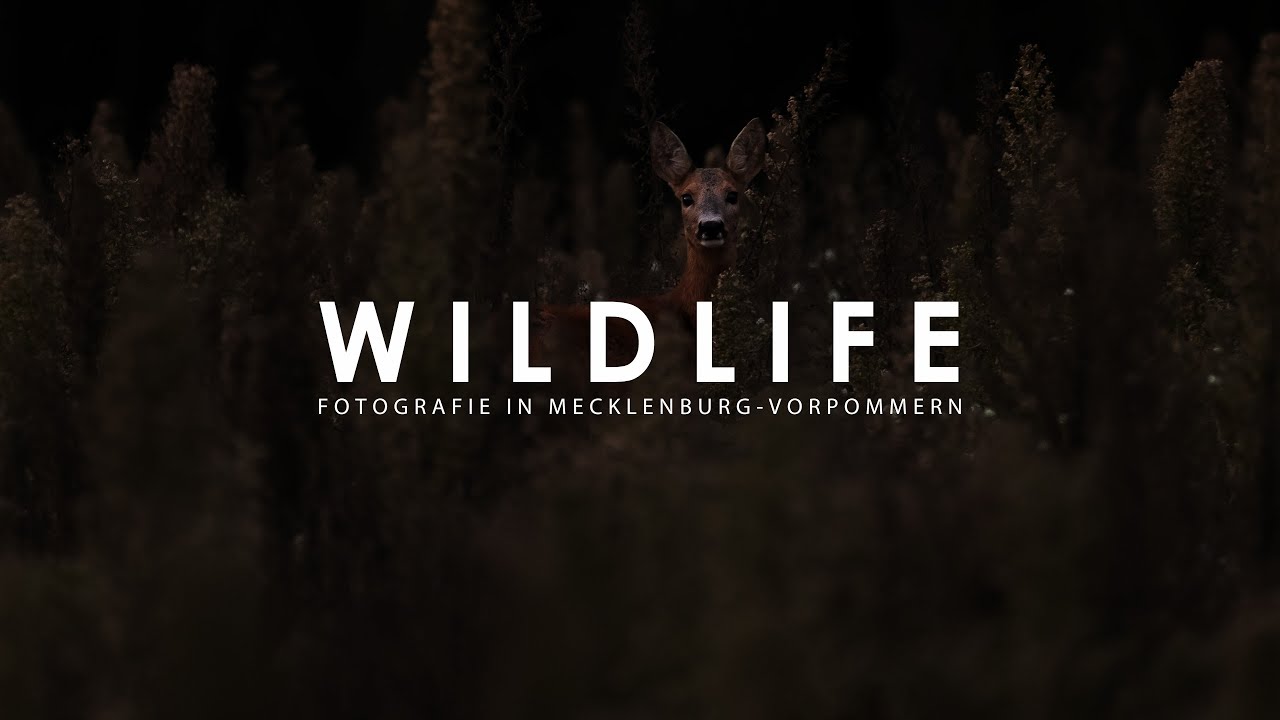 Wildlife Fotografie in Mecklenburg-Vorpommern - Rehe im Herbst