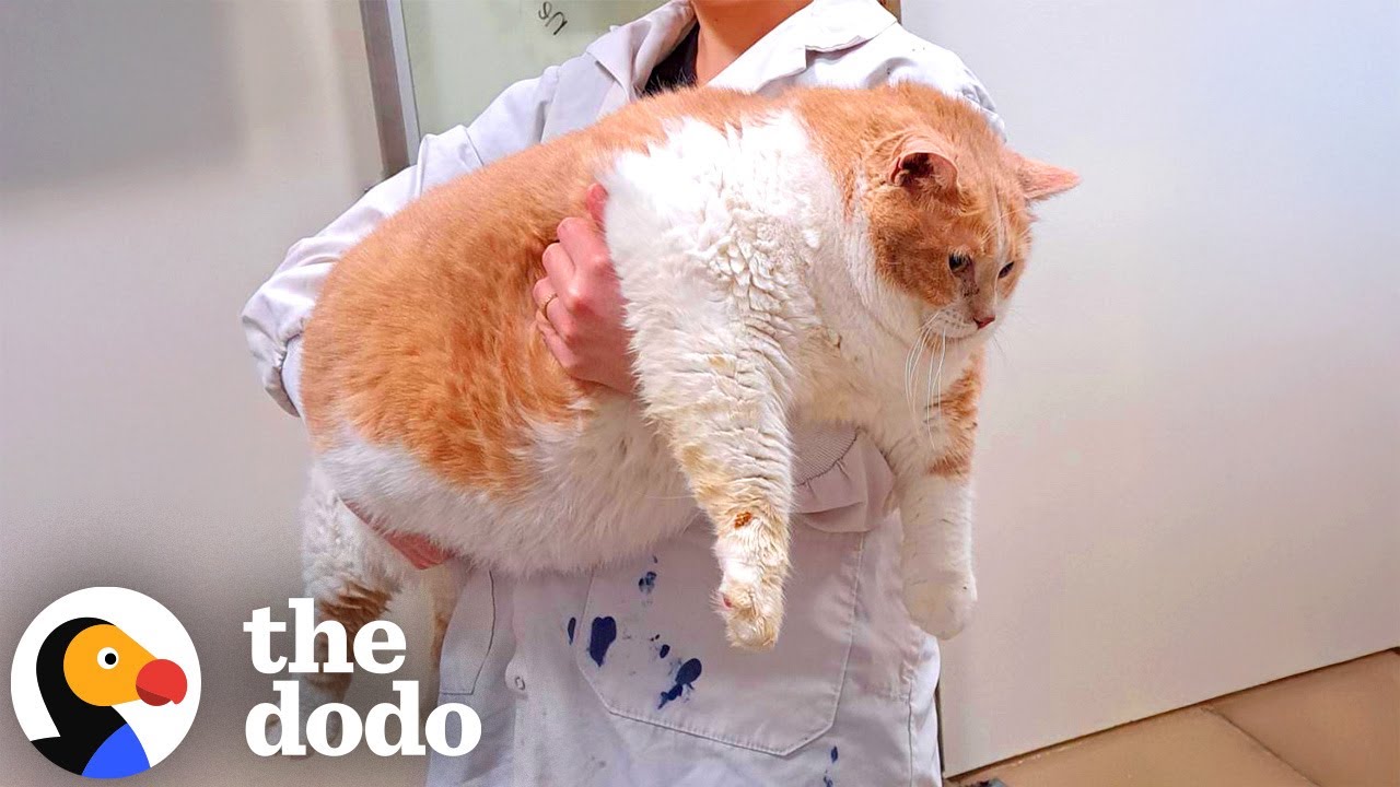 43-Pound Cat Goes On Inspirational Weight Loss Journey | The Dodo