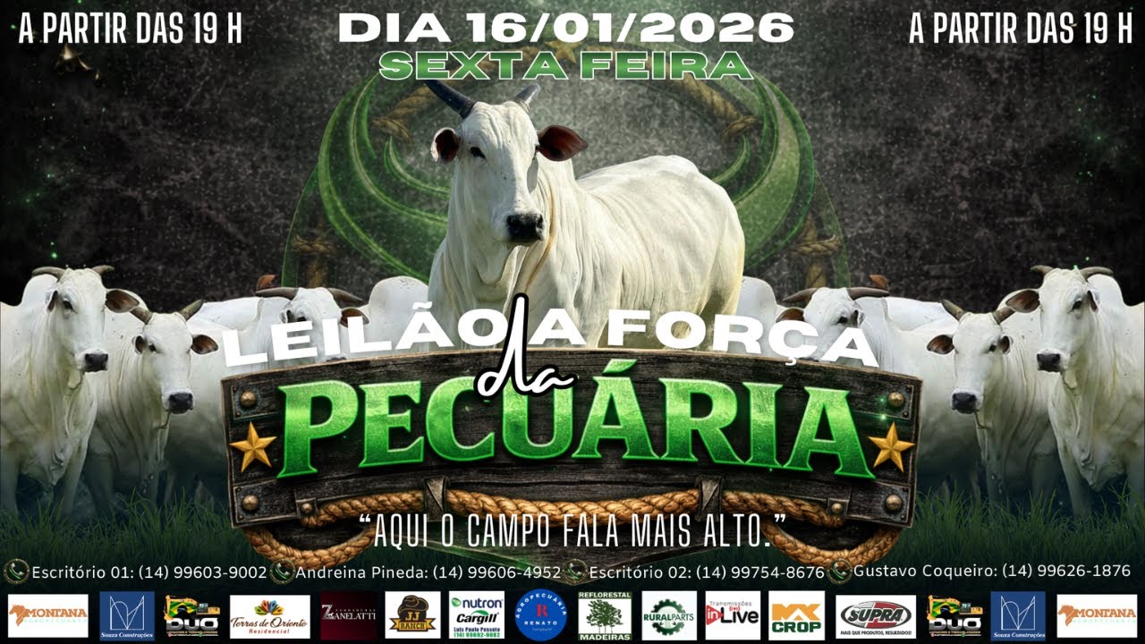 LEILÃO A FORÇA DAD PECUÁRIA - FIGUEIRA LEILÕES - LEILÃO DE GADO AO VIVO - 16/01/26