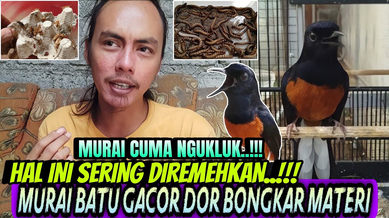 INI SERING DIREMEHKAN ⁉️ PADAHAL CUMA BEGINI SAJA BISA BIKIN MURAI BATU GACOR BONGKAR ISIAN