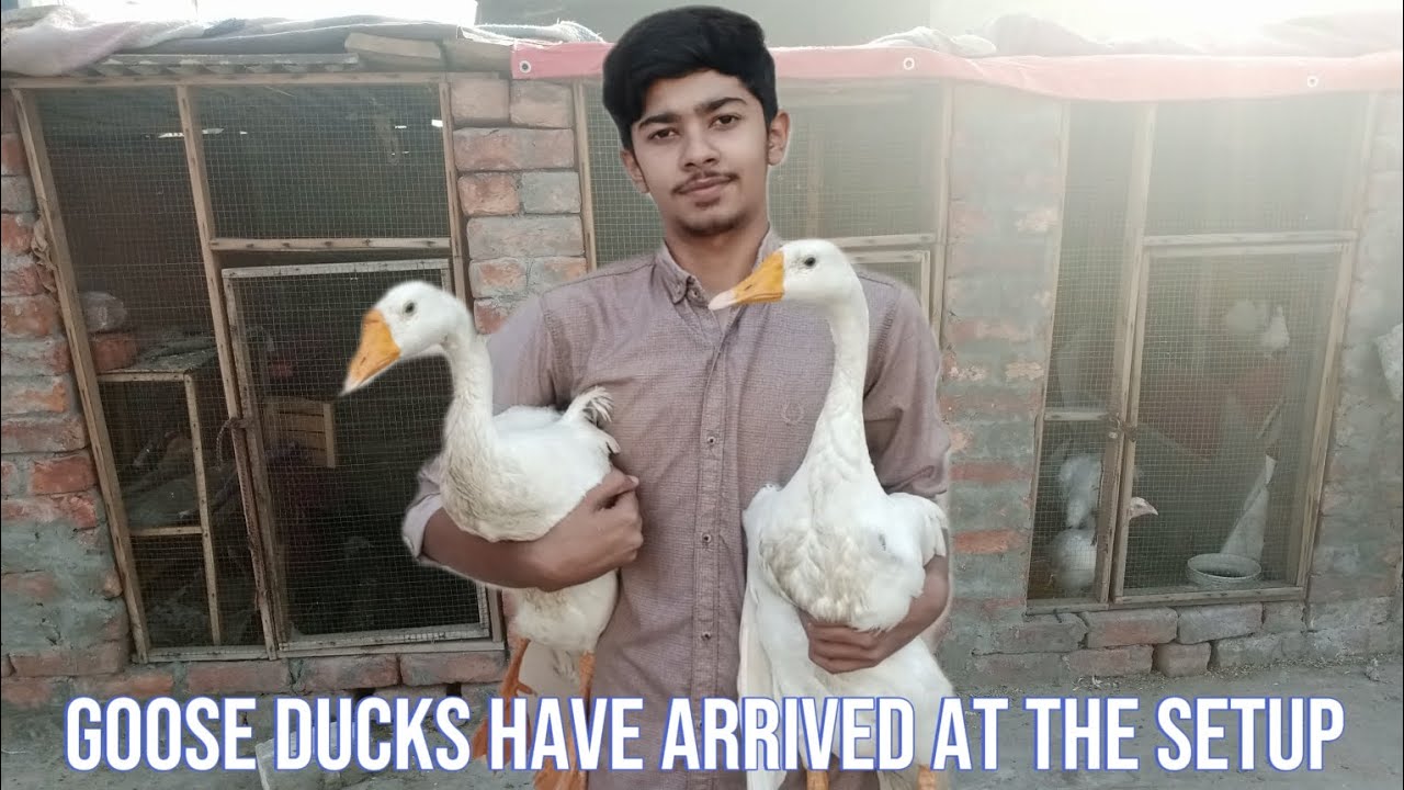 Set-up pr goose ducks a gayin😍   (pets vlog)