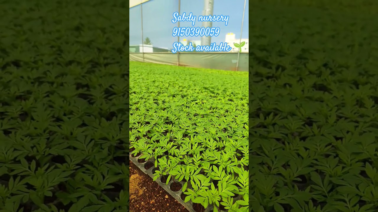 #agriculture