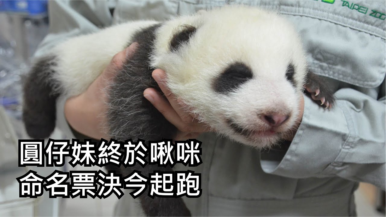 圓仔妹終於啾咪〜命名票決今起跑