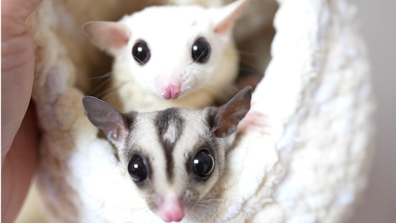 2人入れるモモンガ用のお勧めポーチや寝床を教えてください