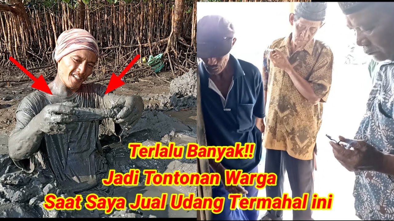 Berburu udang termahal di cilacap, saking banyaknya nyampe jadi tontonan warga