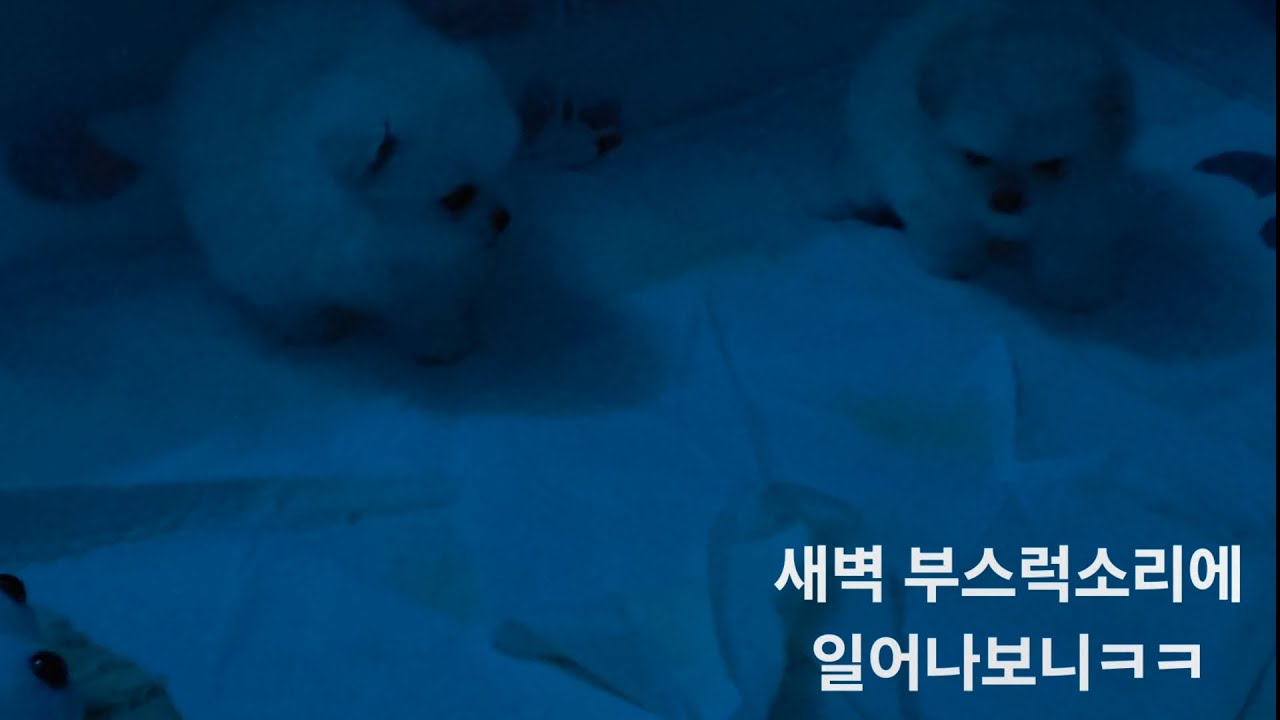 새벽에도 이러고 놀아요..#강아지릴스#시고르자브종#강아지인터뷰#포메라니안 #포메#강아지쇼츠 #강아지#강아지일상 #귀여운강아지#puppy#두쫀쿠 #ai강아지영상 