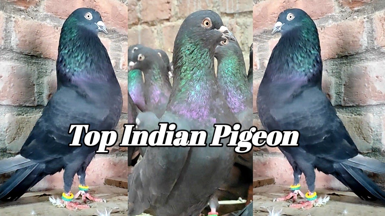 High Flying Indian Zakh Pigeons ! भारत के मशहूर काले कबुतर  9354396332 Arshad idrisi pigeon