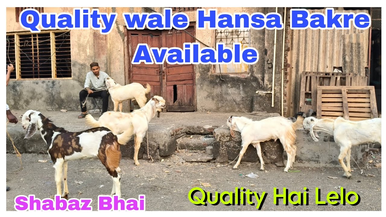 SATURDAY BIGGEST DHAMAKA WITH SHABAZ BHAI#youtubevideos #viralvideos @asifstd3575 @AsimShaikh 