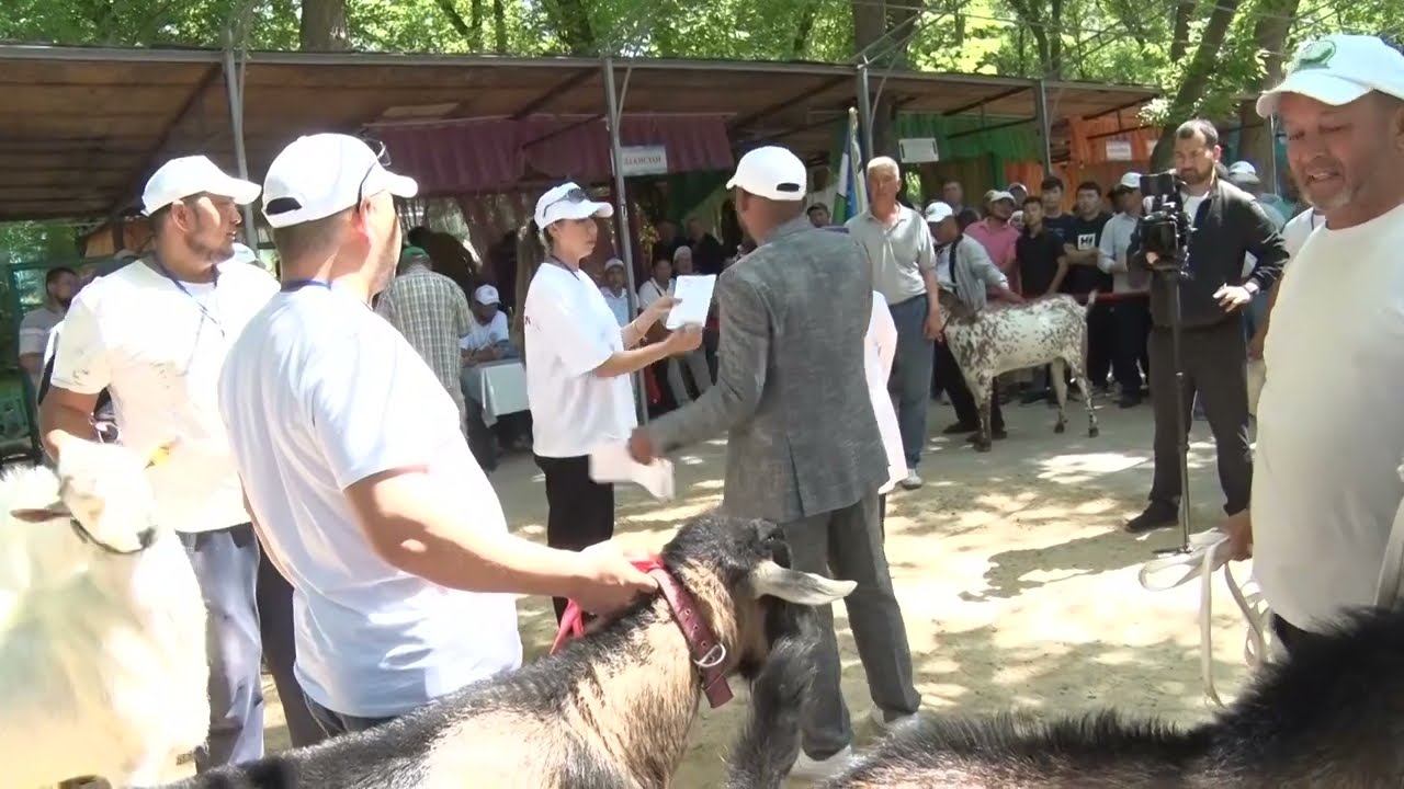 Бірінші халық аралық ешкілер фестивалі Қазақстан Шымкент 28.05.2023жыл