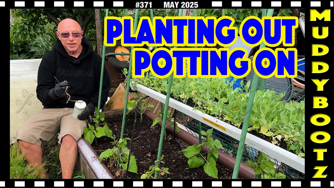 🌻371 🌻 PLANTING OUT BEANS 🌻 POTTING ON CAPSICUMS 🌻