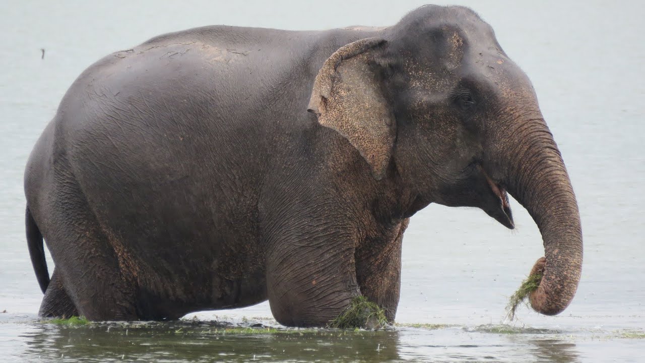 WILPATTU National Park, Sri Lanka - some of the wildlife that can be seen.