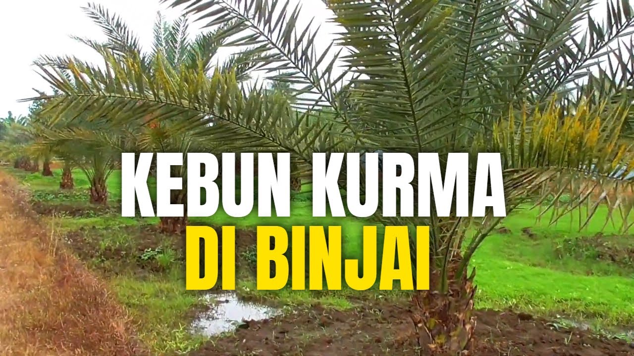 😱 Kebun Kurma di Binjai!  Ternyata Ada di SINI! 🤩