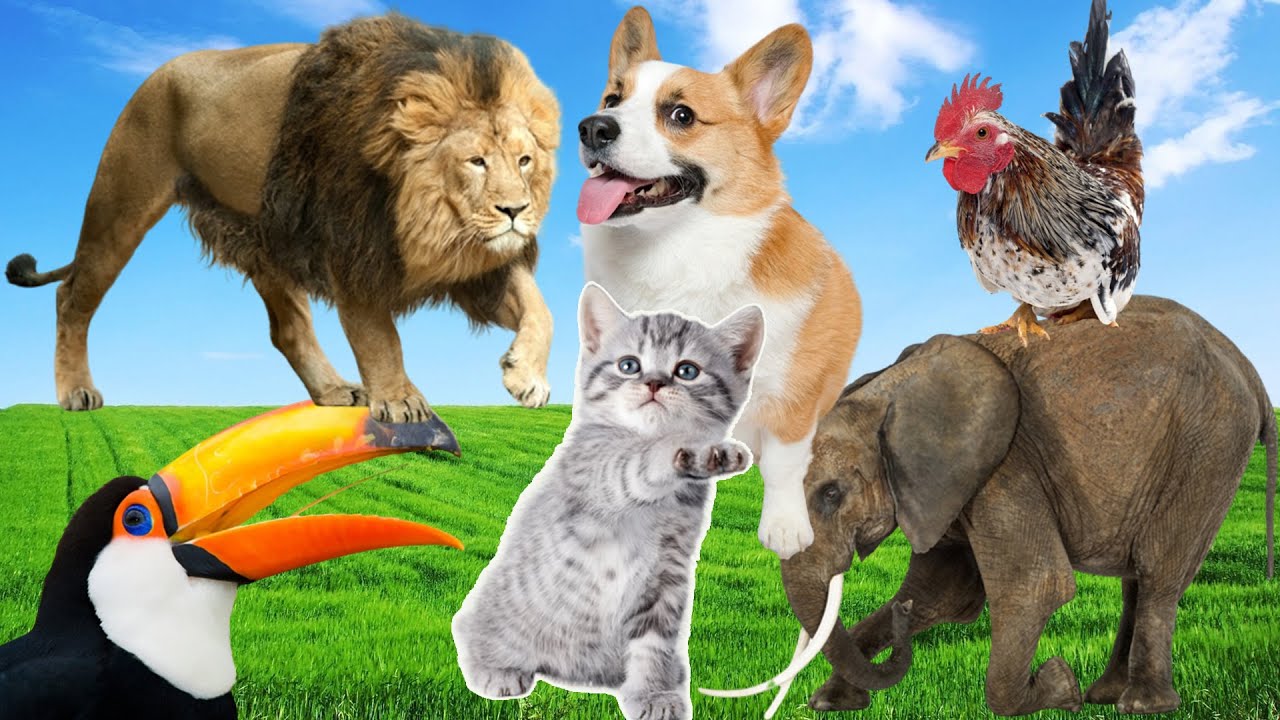 Fascinating Animal Sounds: Lion, Dog, Elephant, Cat, Chicken,... | Animal Soundscape