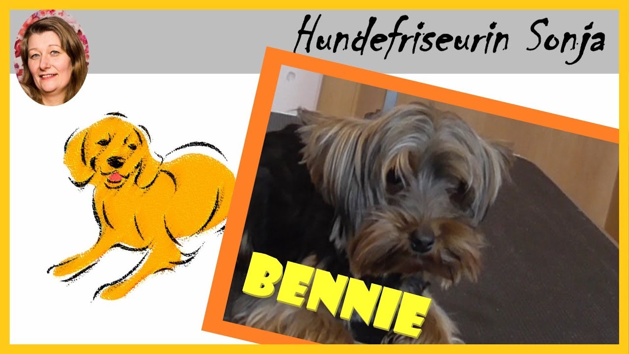 Hundefriseurin Sonja ★ Yorkshire Terrier Bennie ★