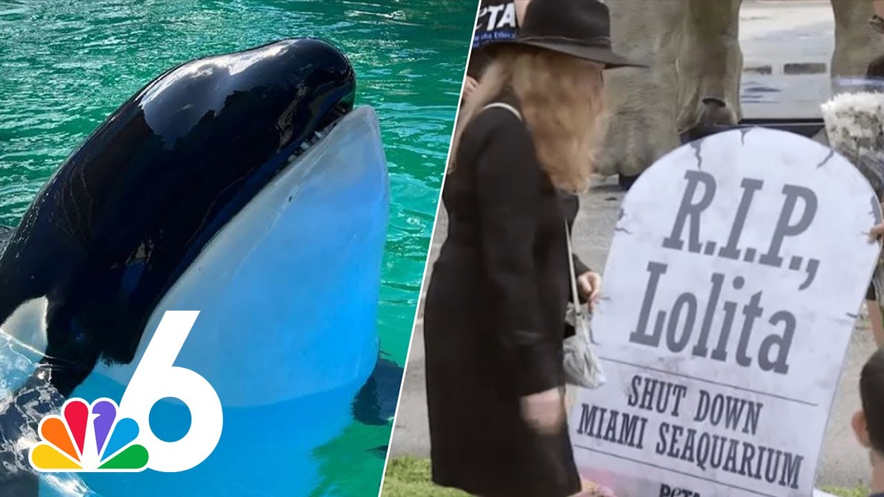 Protesters return to Miami Seaquarium to call for change after orca Lolita's death
