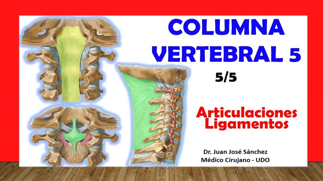 🥇 COLUMNA VERTEBRAL 5/5 - (Articulaciones y Ligamentos). Fácil y Sencillo