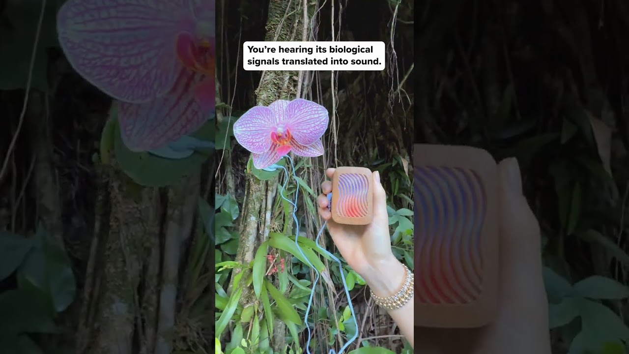 Orchids often grow on trees or rocks, using thick aerial roots to absorb moisture and nutrients from
