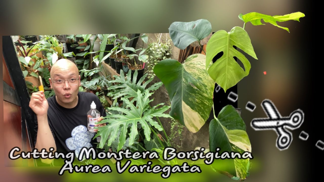 Cutting Monstera Borsigiana Aurea Variegata - Chia sẻ kinh nghiệm cutting cây