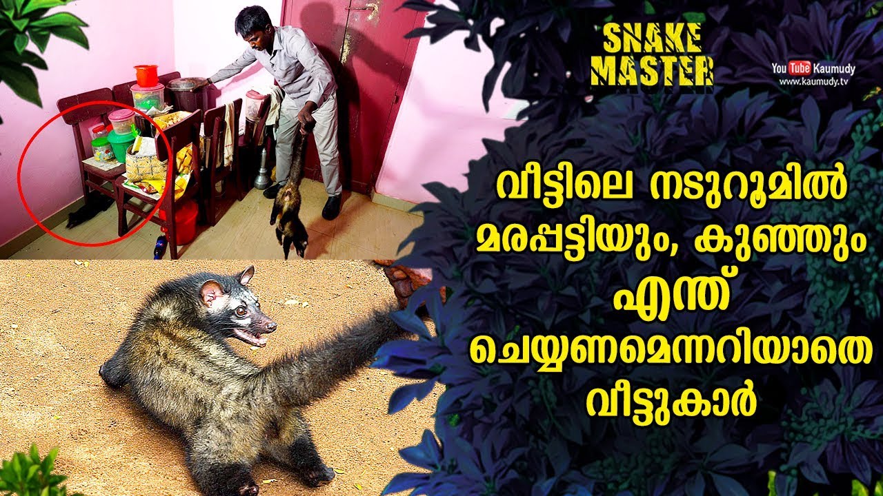വീട്ടിലെ നടുറൂമിൽ മരപ്പട്ടിയും, കുഞ്ഞും എന്ത് ചെയ്യണമെന്നറിയാതെ വീട്ടുകാർ | Snakemaster EP 519