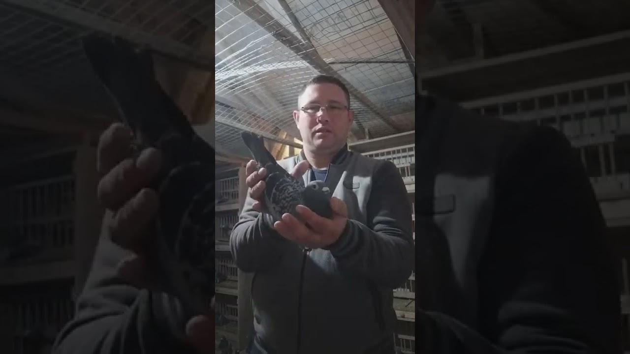 masculi consangvini pentru reproductie  !!!           Emiel Denys × Frans Labeeuw