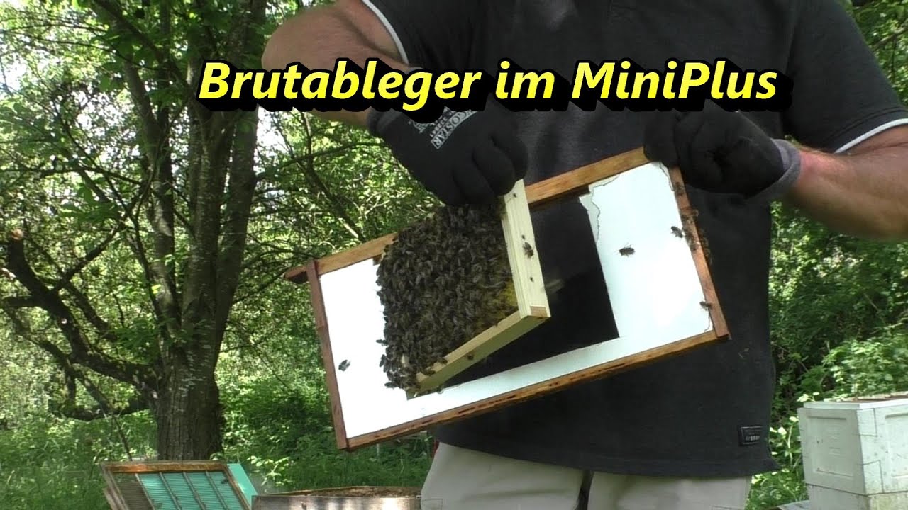 Brutableger im MiniPlus