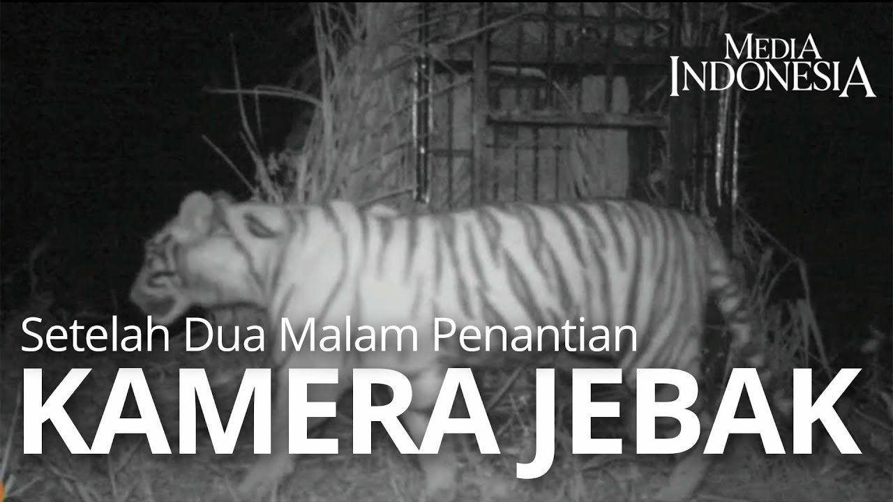 Detik-detik Penampakan Harimau Sipogu di Kamera-Jebak 