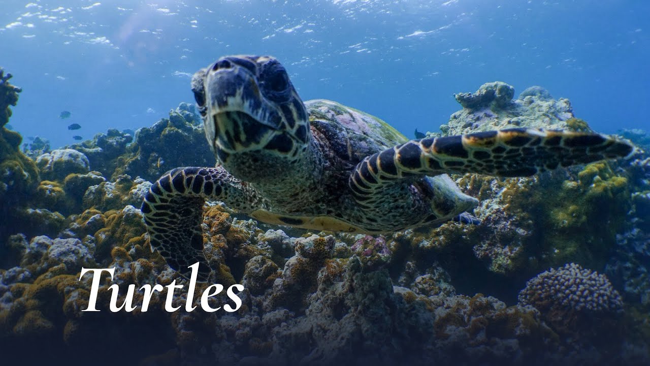 Sea Turtles at Amilla Maldives
