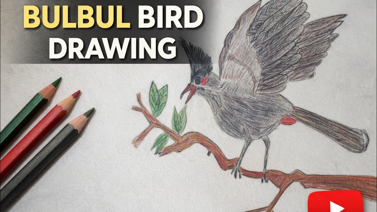 Realistic Bulbul Bird Drawing | Colored Pencils