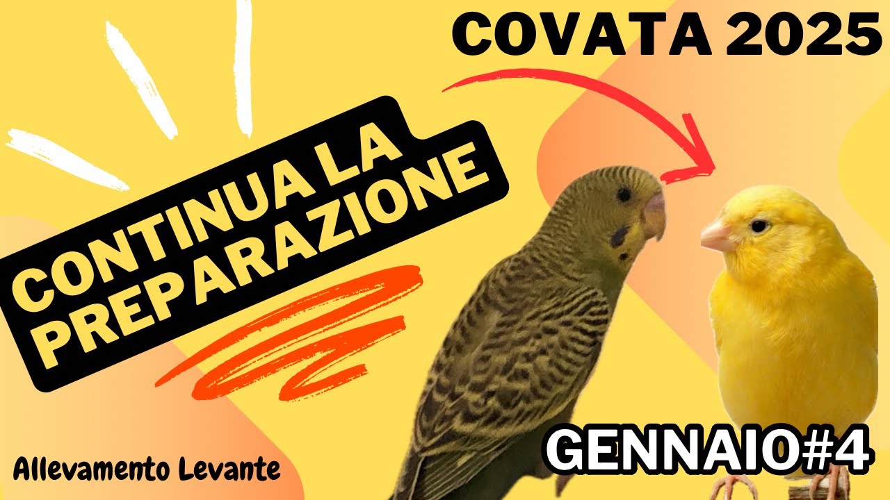 Cova 2025 -Primi effetti della preparazione -Gennaio#4