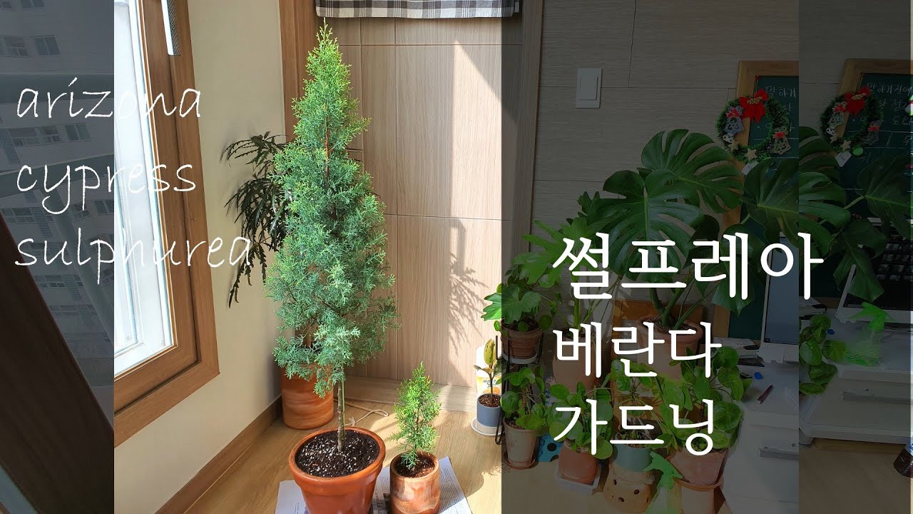[베란다가든]썰프레아 키우기 멋스러운 침엽수 2년동안 아파트 베란다에서 키우고있어요