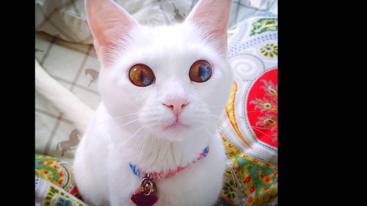 Photos Of The World’s Most Beautiful Cats !