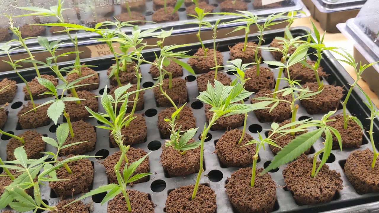 Clone Room at Organic Innovations