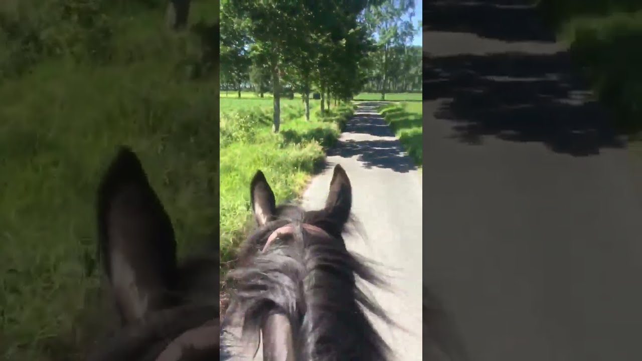 Taking a little walk with Tomka. 