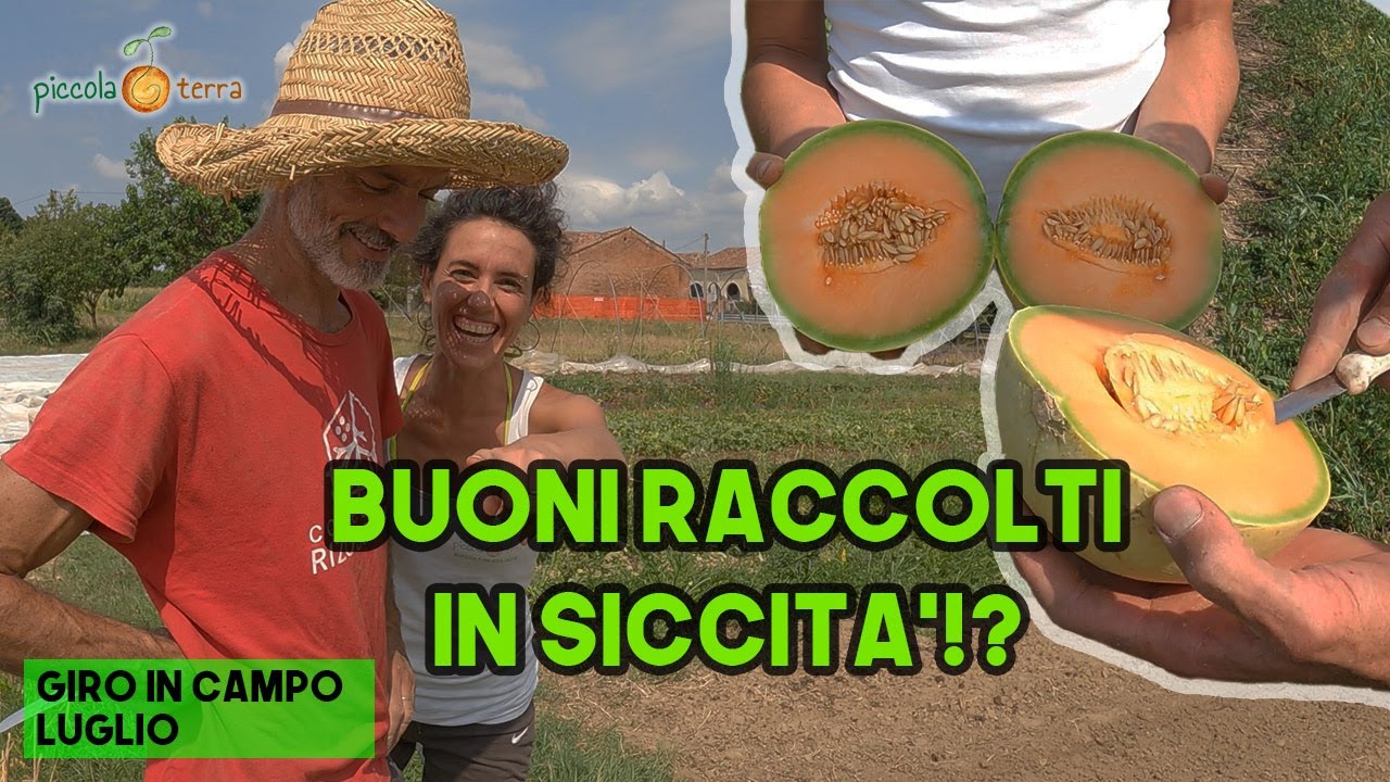 CIMICI nei Pomodori,  PATATE e MELONI- Piccola Terra - Giro in Campo Luglio 2022