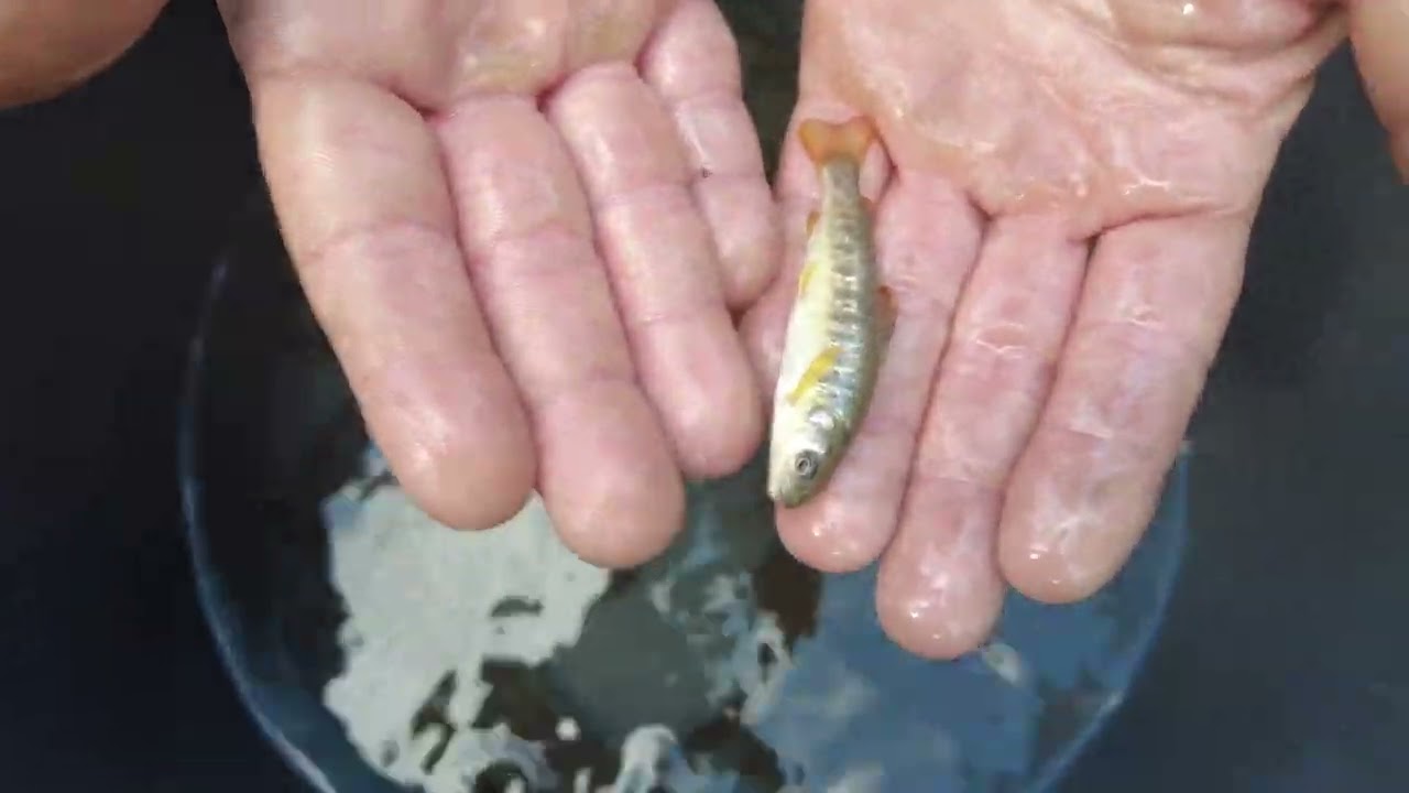 200 Meter - 5.000 Fische