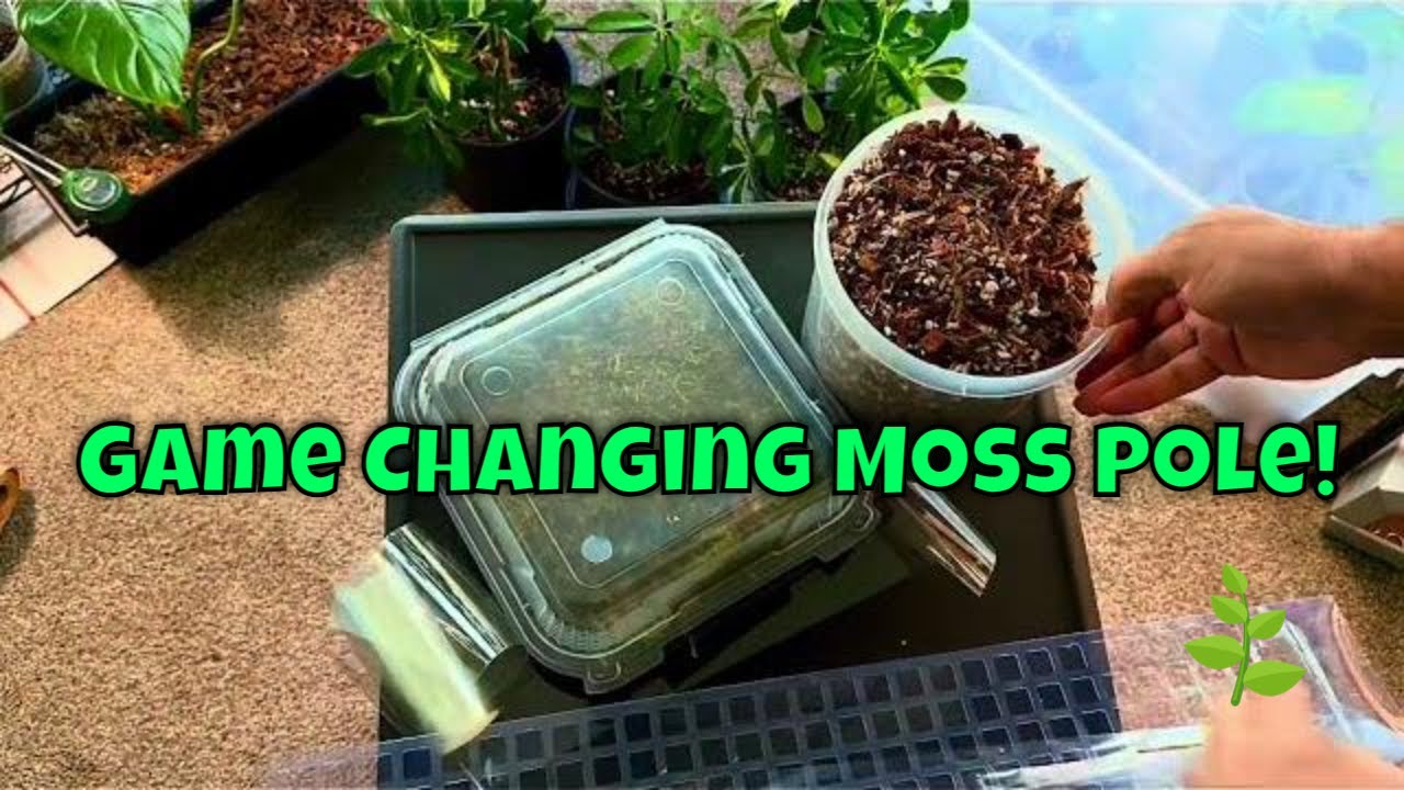 This Different Moss Pole Will Change Your Plant Life... (probably for good)