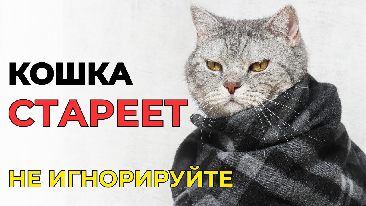 КАК ПОНЯТЬ, что КОШКА СТАРЕЕТ. Не игнорируйте эти признаки