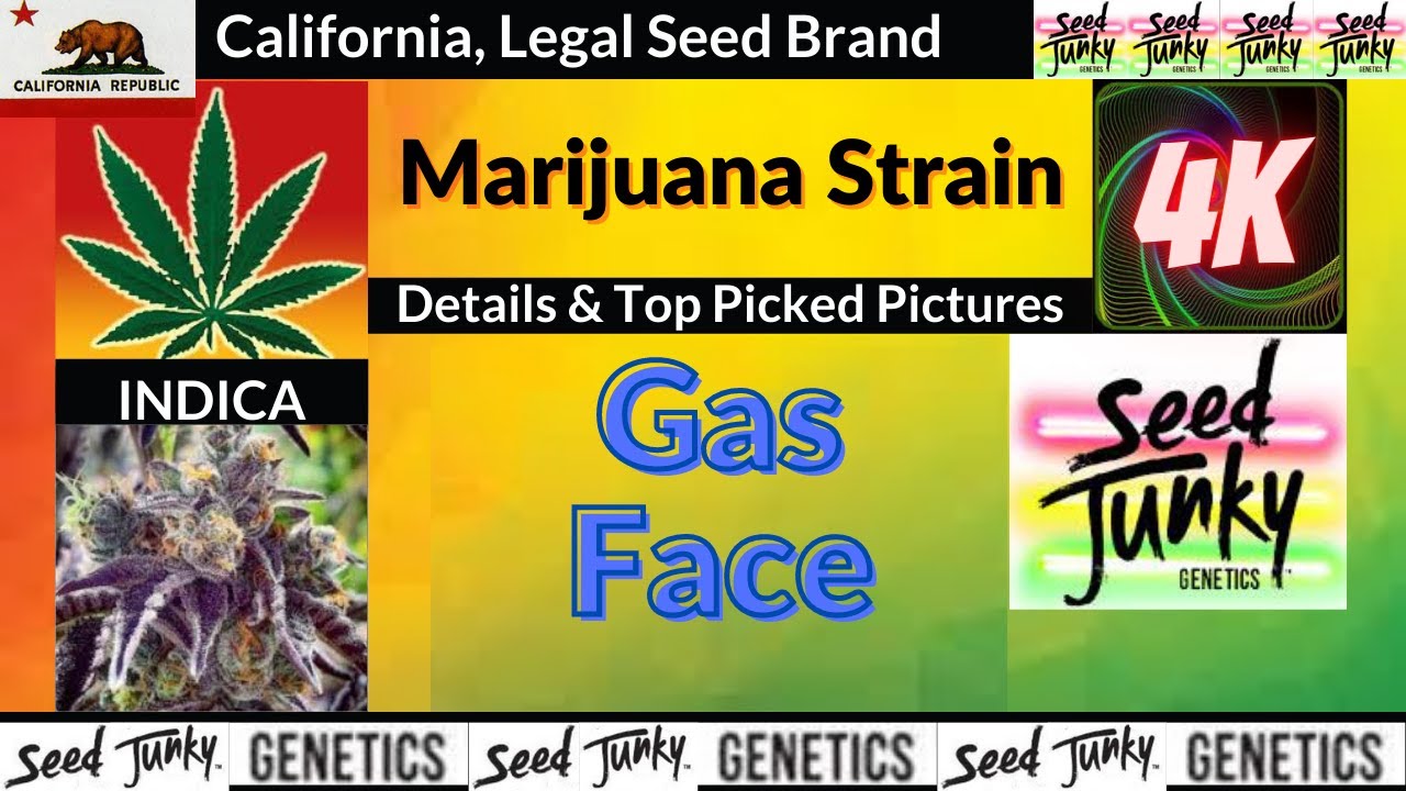 Gas Face Seed Junky Genetics Details