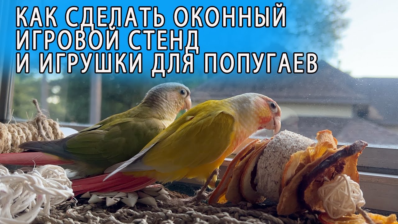 КАК СДЕЛАТЬ ИГРОВОЙ СТЕНД НА ОКНЕ И ИГРУШКИ  ДЛЯ ПОПУГАЯ СВОИМИ РУКАМИ