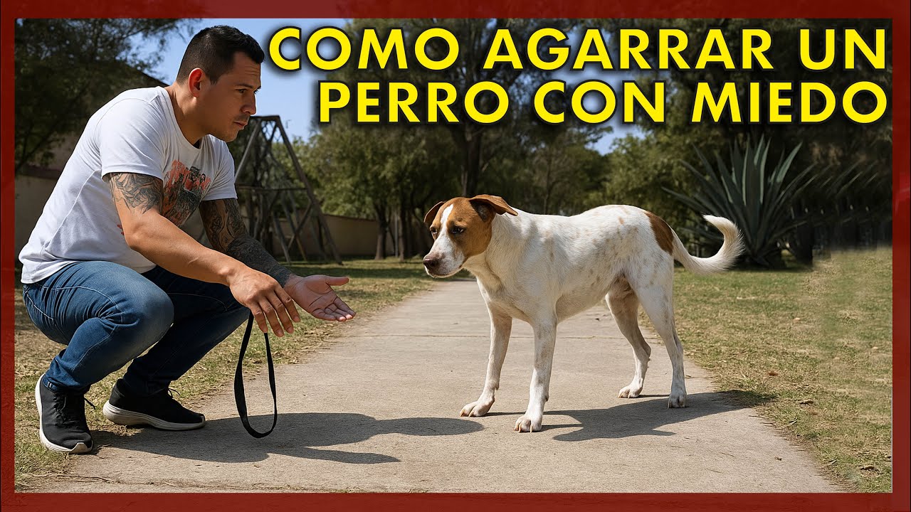 &iexcl;Rescate canino! C&oacute;mo atrapar a un perro perdido en la calle