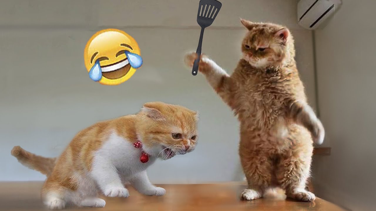 When Your Pet Is Actually Funny: Funniest Animals| The Pet Zone