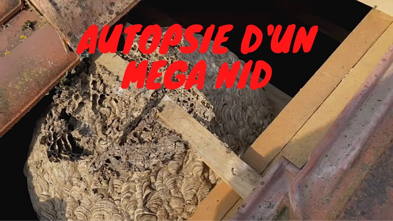Autopsie d'un nid de frelons
