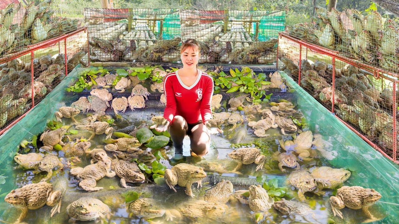 Harvest Many Frog Goes To Countryside Market Sell - Make a Cart For The Horse | Ly Tieu Toan