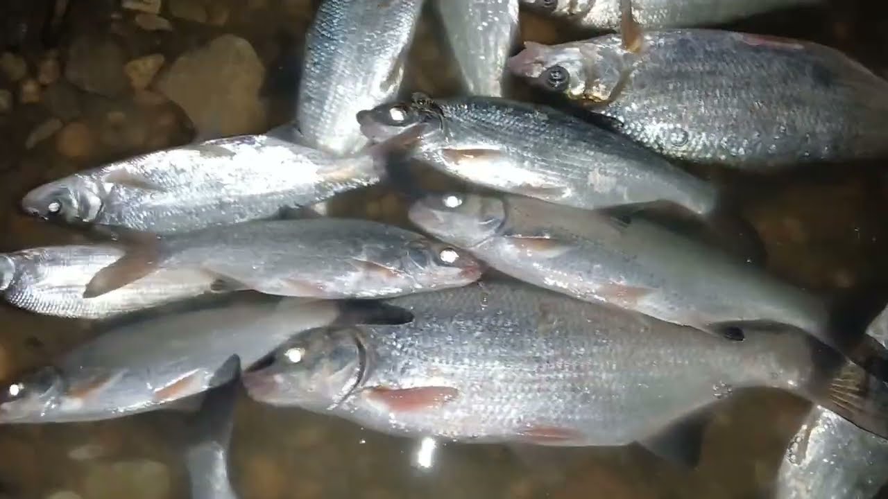 Pescuit la Dunăre, mult peste prins, distracție pe canal si multa munca pe Dunare