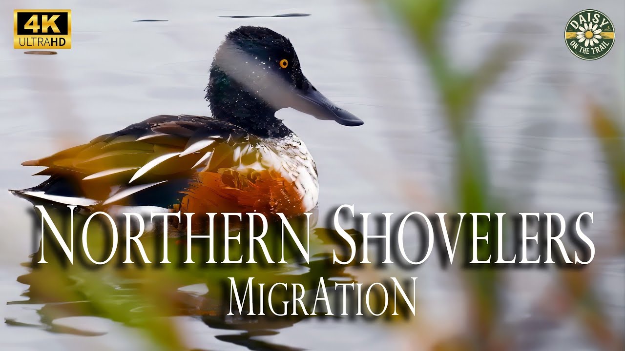 Northern Shovelers: Solitary Foraging and Cooperative Feeding | Migration Stopover in Quebec 🌾🦆