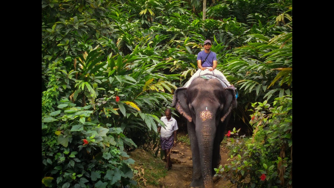 Elephant Junction in Thekkady