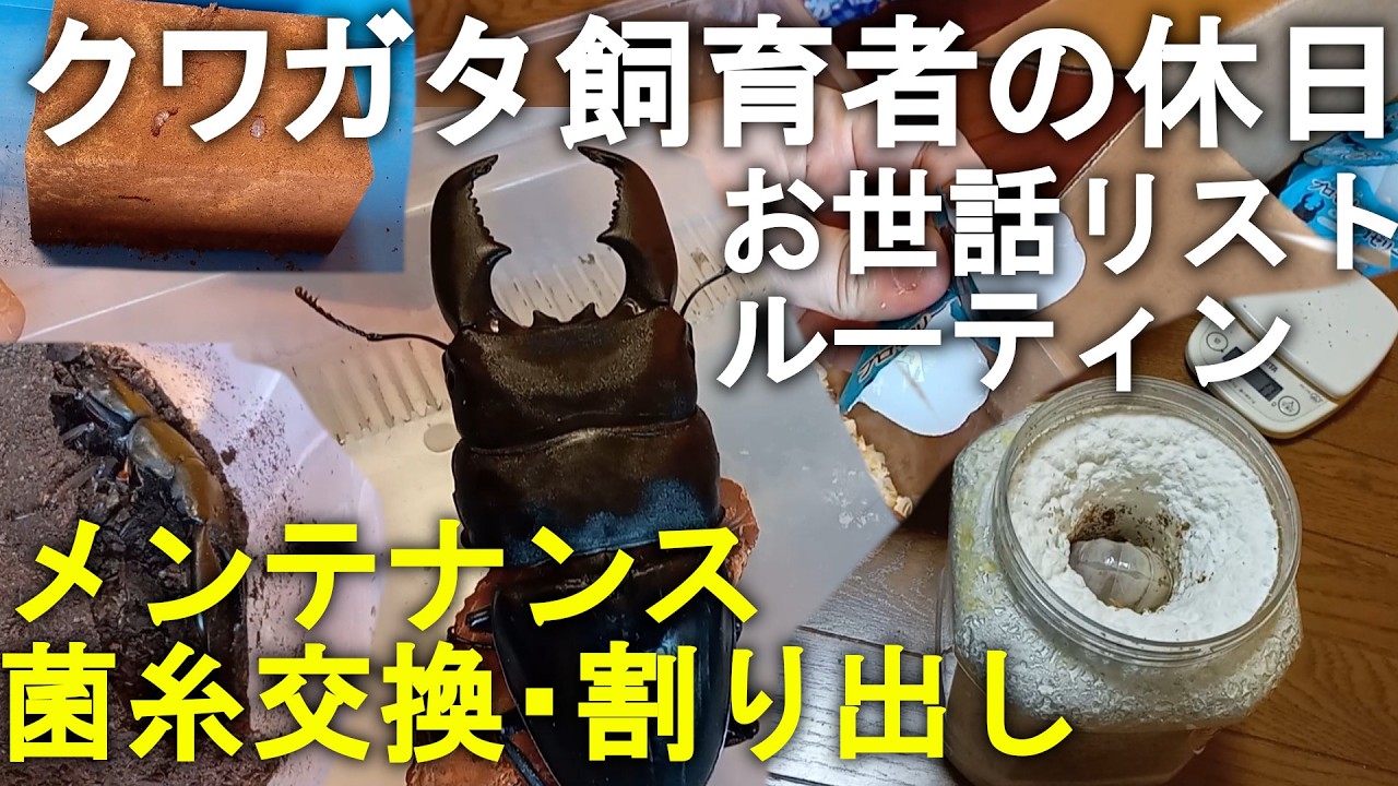 【飼育情報/Vlog】クワガタ飼育者の休日 お世話リスト・ルーティン