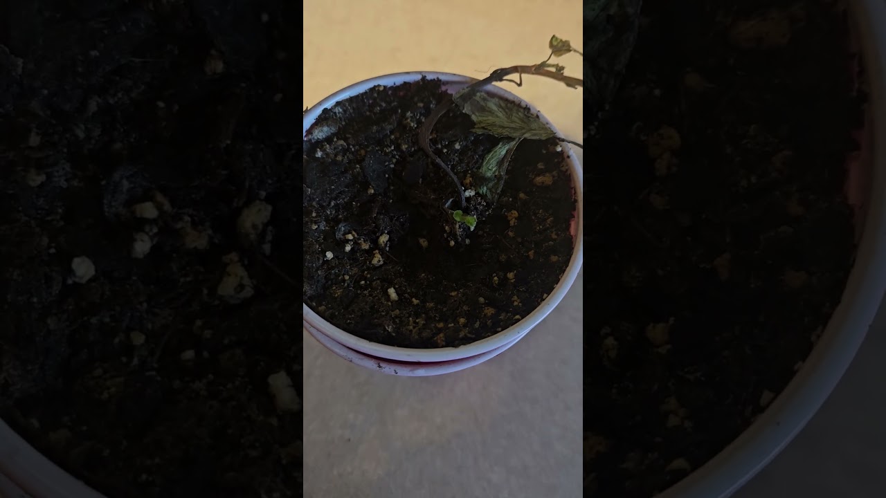 @IndianaBackyardGardener  #gardening  #happyfrogsoil 🥰 Thank you!