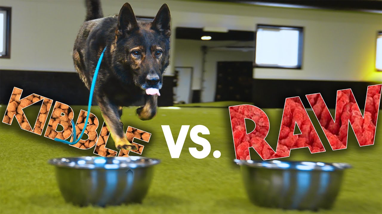 Kibble vs Raw, which is better?