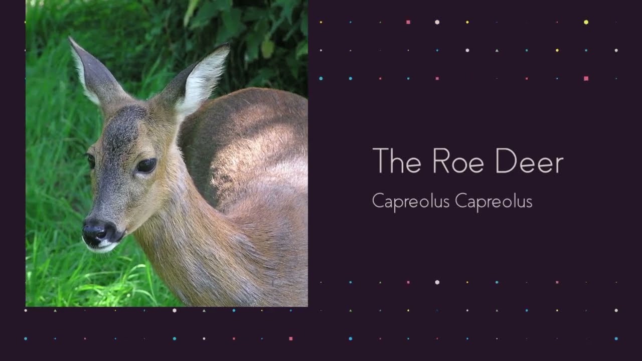 Why Roe Deer Are So Hard to See | Life of a Forest Ghost